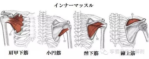 肩胛下肌作用及其检查