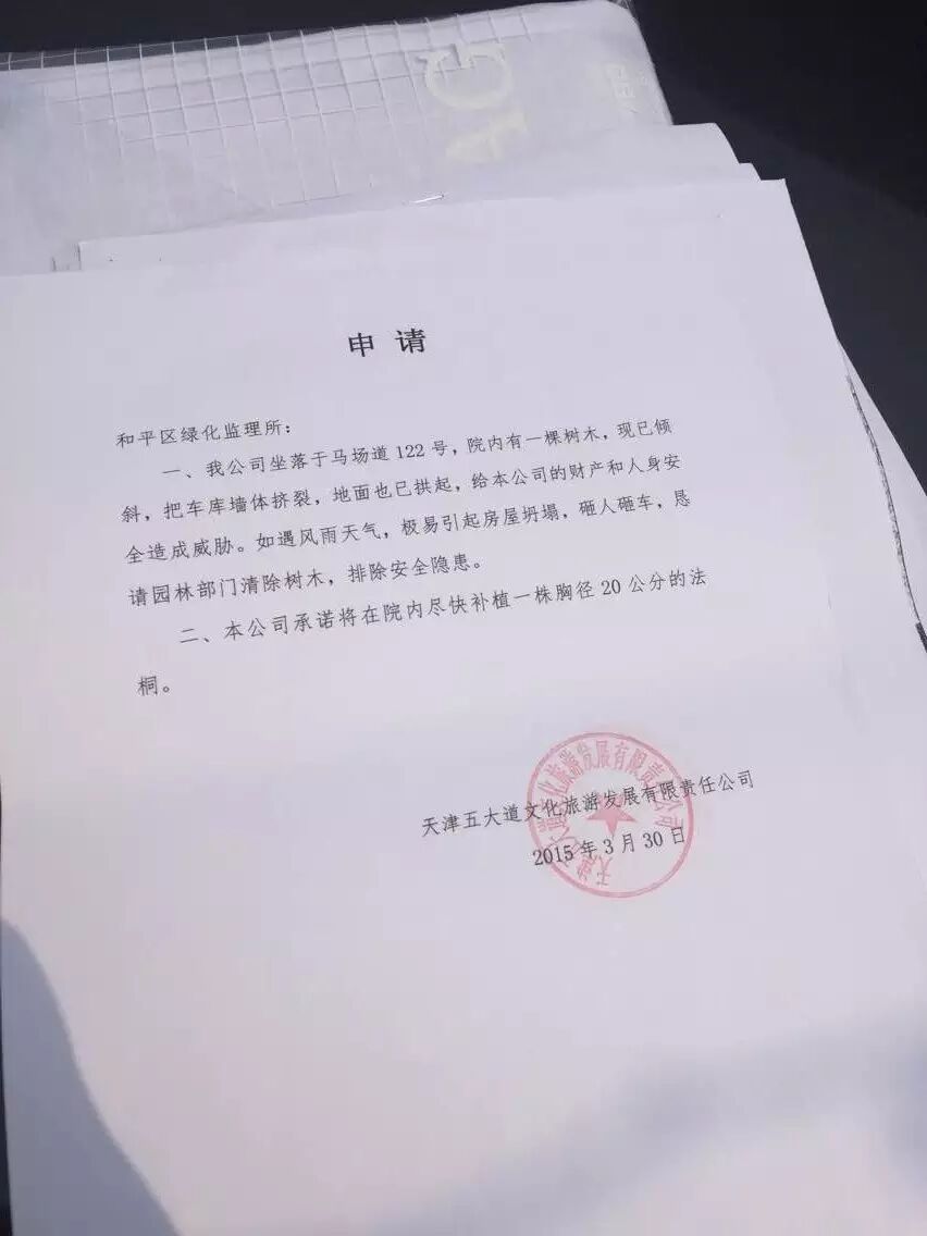 五大道砍树后续:有