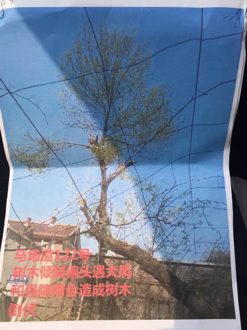 五大道砍树后续:有