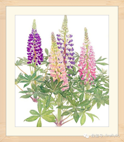 “花婆婆”种的是什么花? “花婆婆”种的是什么花?