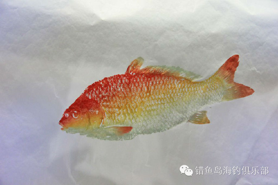 2014“错鱼岛杯”大连国际钓鱼宝贝大赛精彩回放，带给您精彩绝伦的视觉盛宴！！！60 / 作者:海洋大鲨鱼 / 帖子ID:101320