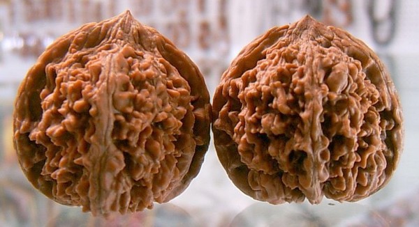 文玩核桃之这些都叫狮子头---文玩王三