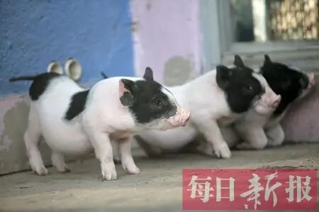 天津动物园来新动物了！基本已被萌翻