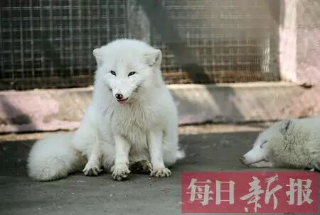 天津动物园来新动物了！基本已被萌翻