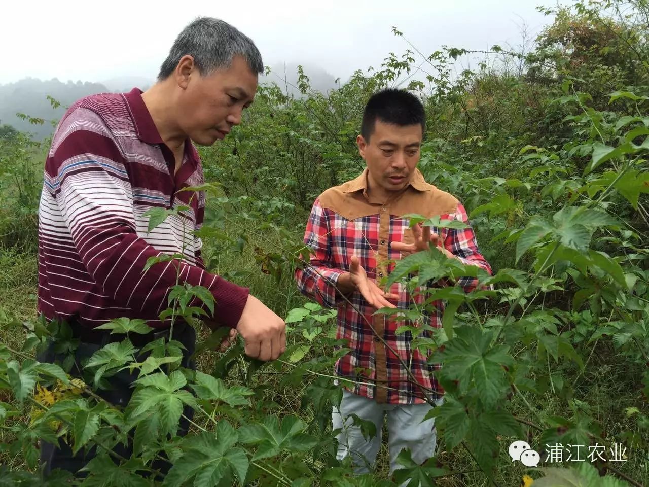 (图为县农业局经济特产站站长陈再宏指导俊果育种)