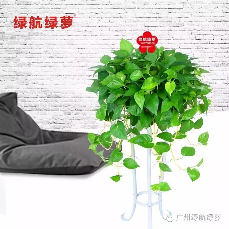 绿萝花语