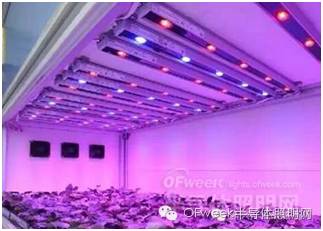 植物照明“钱”景广阔，中国产业化需警惕四大“拦路虎”