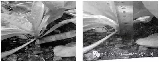 关于LED植物照明工厂智能补光系统的探讨