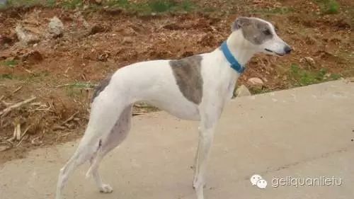 格力犬多少钱价格贵州