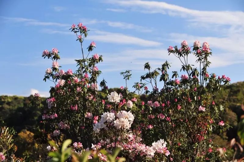 磨盘山 错过了三月的樱花 你还要错过四月的杜鹃吗