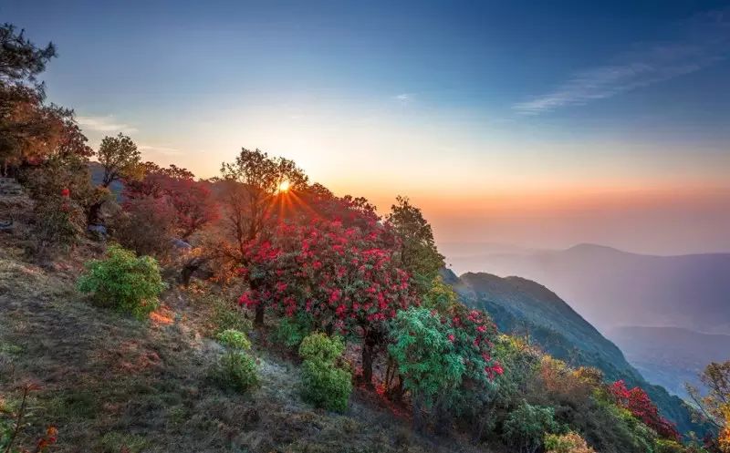 磨盘山 错过了三月的樱花 你还要错过四月的杜鹃吗