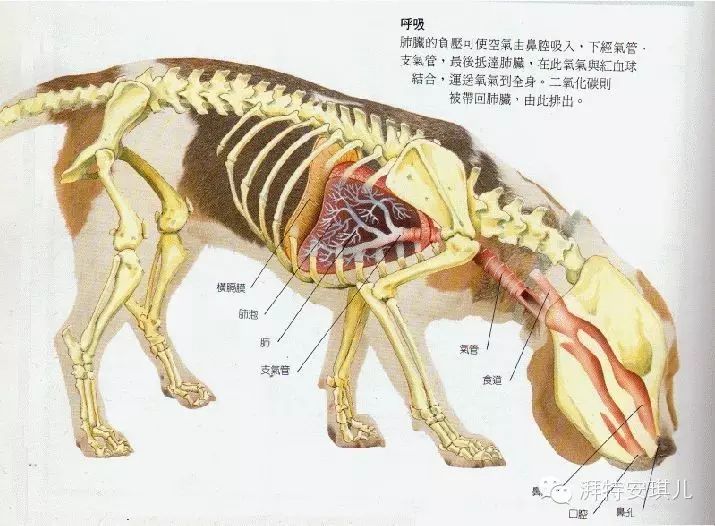 但如果狗狗总是一副气喘吁吁,看起来很痛苦的模样,可能是有呼吸器官
