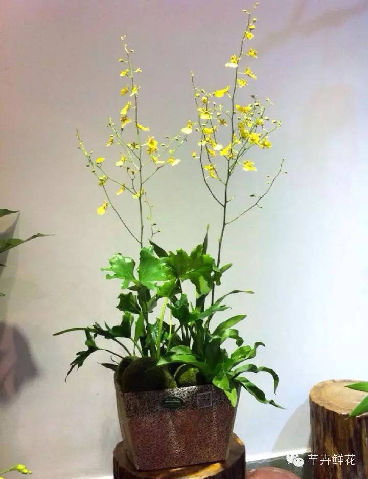 【芊卉特价】2015芊卉特价第十七期——跳舞兰