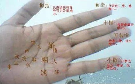 资料网 公众号文章 >> 正文  人的小拇指之下婚姻线之上的这一块是