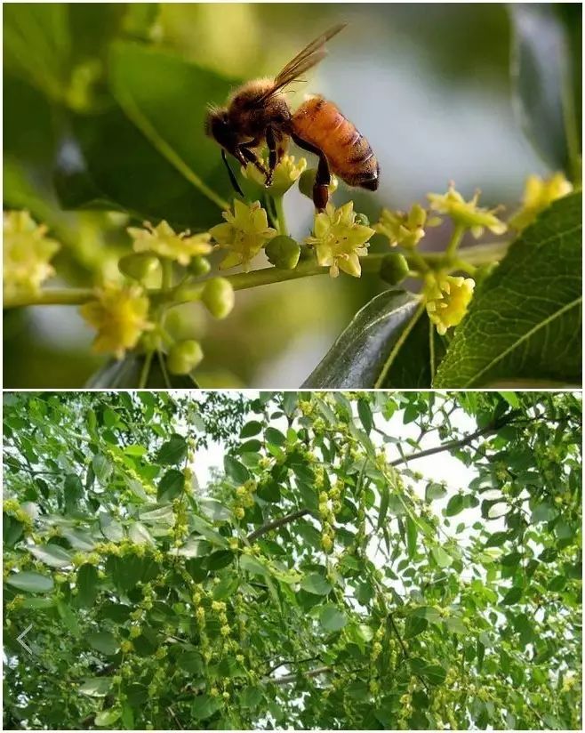 头条|自家养���蜜蜂,大宁的纯天然枣花蜜,土蜂蜜,巢蜜现开始出售