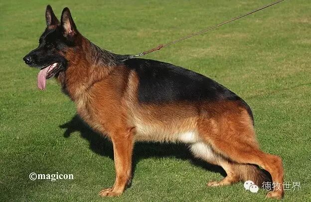 德牧名犬:(Vegas孙子)Luca von der Wilhelmswarte