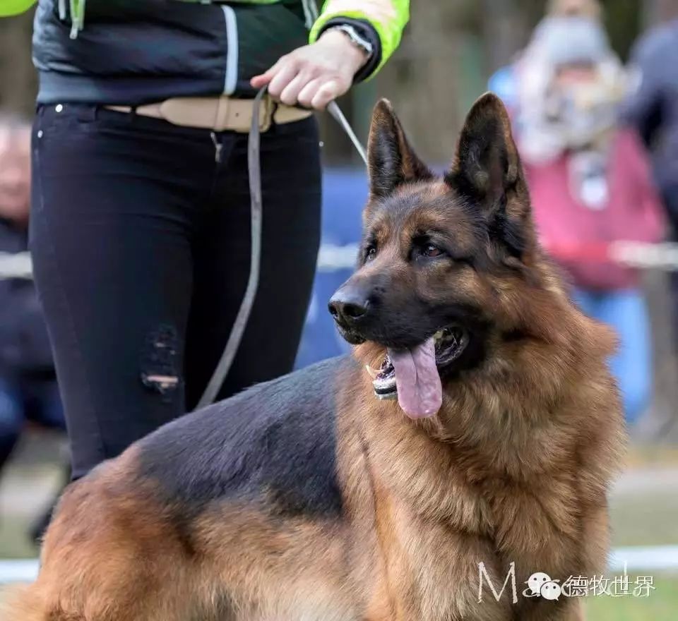 德牧新闻:阿根廷va1 va3,名犬新照,名犬后代欣赏