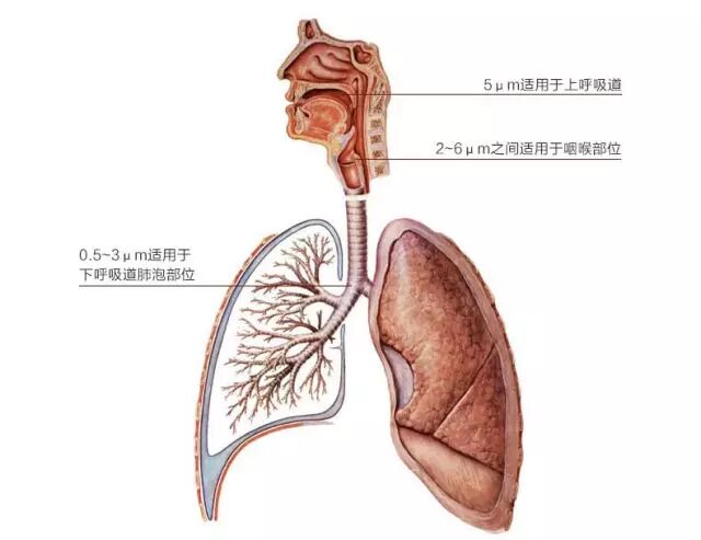 雾化吸入药物的作用及注意事项