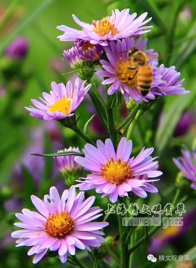 夏季开花品种大全——菊科篇