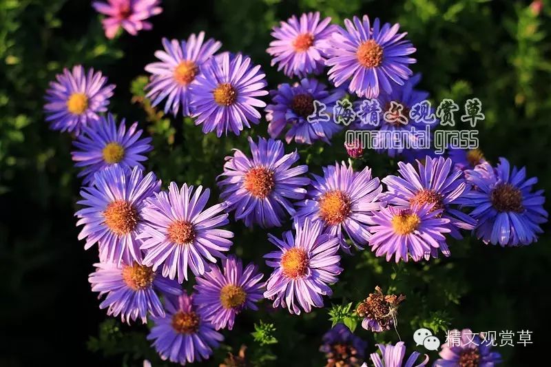 夏季开花品种大全——菊科篇