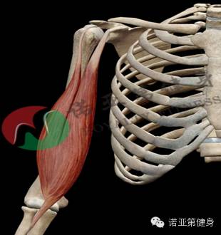 谦 宣蛰人 附着点 长头起点:肩胛骨盂上结节 短头起点:肩胛骨喙突 止