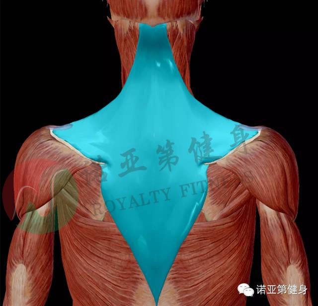 专业分享附着在肩胛骨上的肌肉完整版