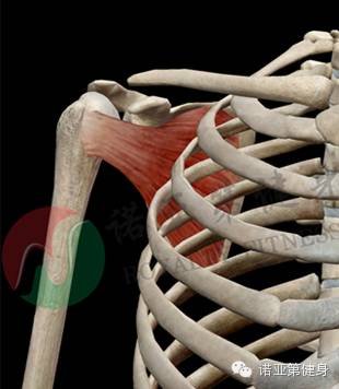 肩胛骨的盂下结节外侧头起点:肱骨干后部的近侧半内侧头起点:肱
