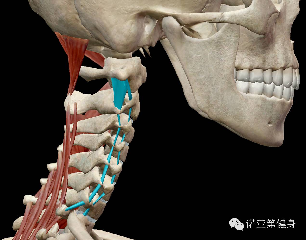 专业分享人体最重要的交通枢纽头颈连接处的相关肌肉