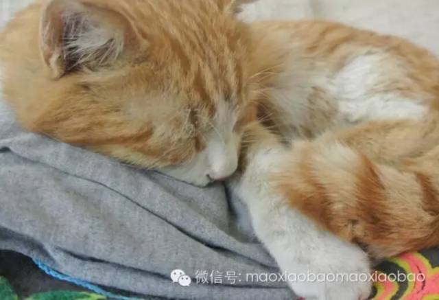 动物有焦虑和恐惧么