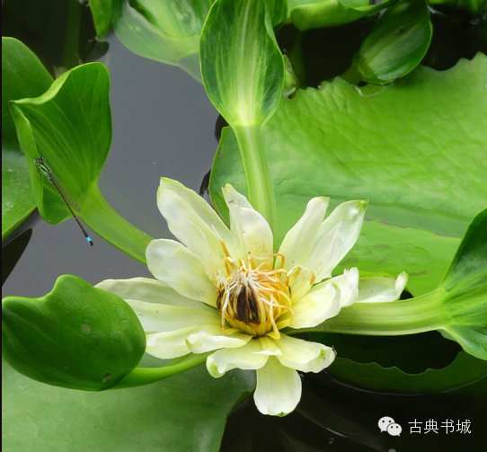 名贵莲花30种