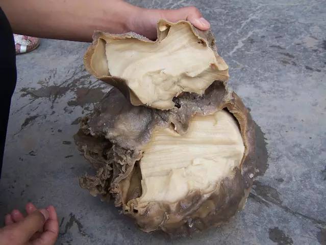 二闻太岁泡水有没有味道 泡太岁的水时间长了也会有一些土腥味,时间越