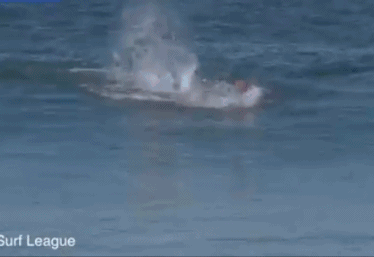 运动员正在冲浪比赛时,突然游过来一只鲨鱼.