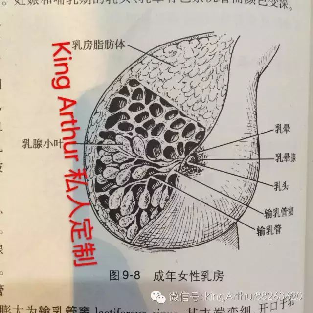 乳房构造 给大家上图 乳房是皮肤特殊分化的器官,为人类和哺乳动物特