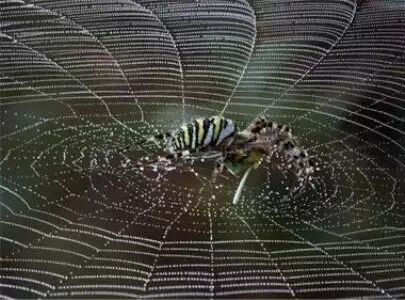 油條說、麵包說，非常現實的比喻，值得一看！