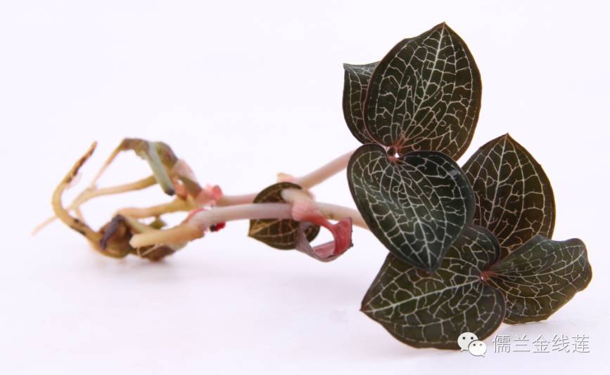 台湾十大特殊药草之首—台湾金线兰（莲）