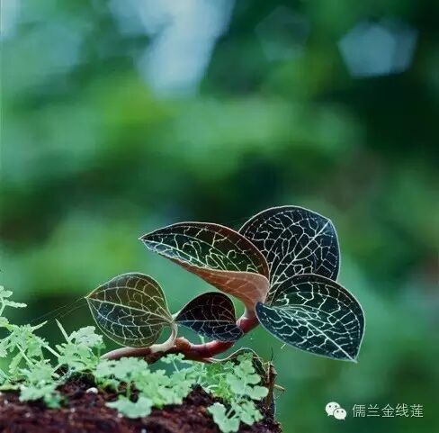台湾十大特殊药草之首—台湾金线兰（莲）