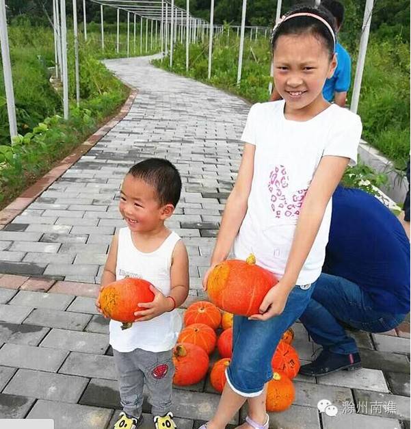 【旅游】大柳镇曲亭村“精品小南瓜”喜获丰收