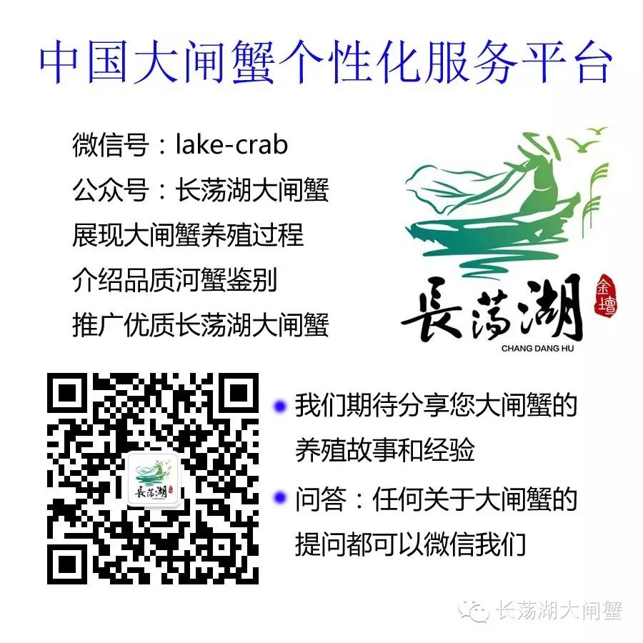 蟹王1.15斤 长荡湖大闸蟹评出"蟹王蟹后"