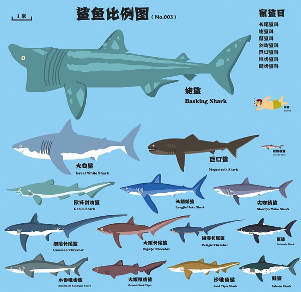 关于鲨鱼,你知道的太少了!