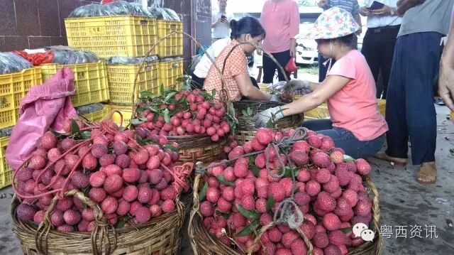 广东鸡嘴荔第一镇鸣锣启动第四届荔王争霸赛：“食荔王”等奖项欢迎你参与！