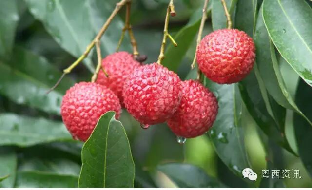 广东鸡嘴荔第一镇鸣锣启动第四届荔王争霸赛：“食荔王”等奖项欢迎你参与！