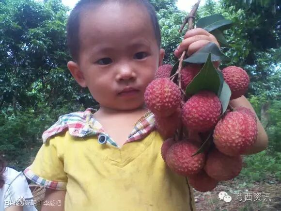 广东鸡嘴荔第一镇鸣锣启动第四届荔王争霸赛：“食荔王”等奖项欢迎你参与！
