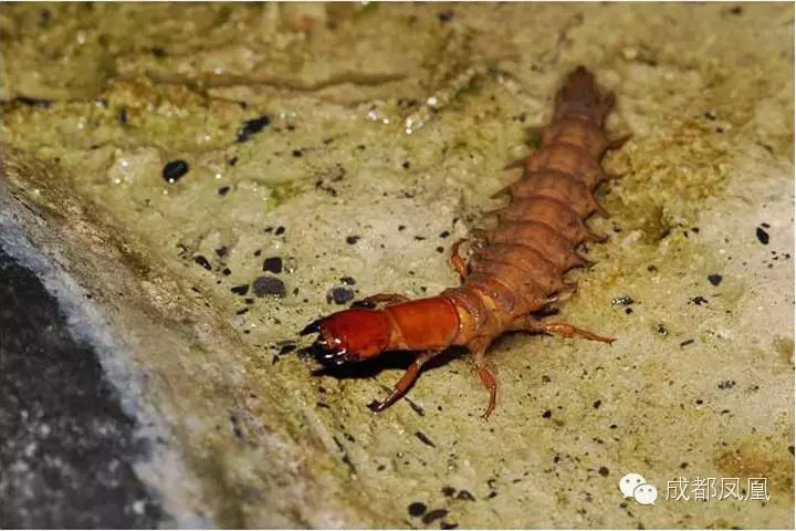 【重庆水产养殖基地交流组】万万没想到——鱼苗重大