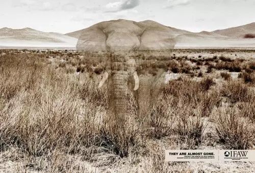 让人心碎的保护动物宣传海报 第几张让你落泪？ - 随缘（宗忠） - m15610087517的博客