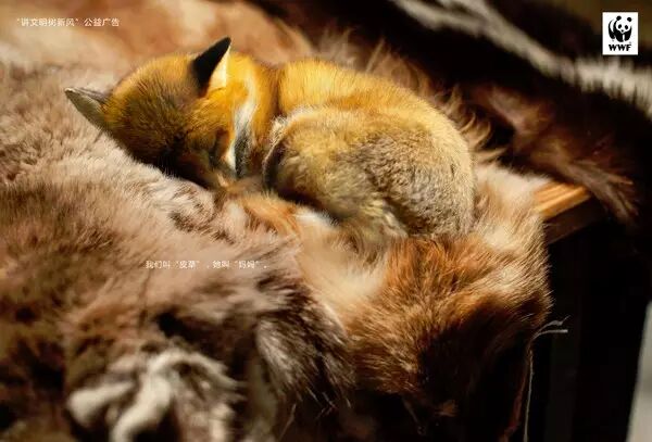 让人心碎的保护动物宣传海报 第几张让你落泪？ - 随缘（宗忠） - m15610087517的博客