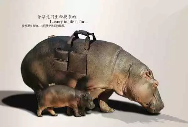 让人心碎的保护动物宣传海报 第几张让你落泪？ - 随缘（宗忠） - m15610087517的博客