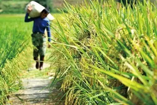 农村补贴这么多，你都领了么？