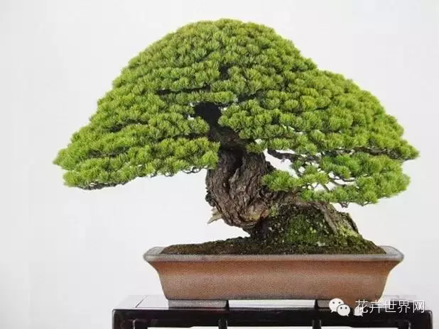 看看价值1亿日元的盆景是啥样 附美国国家盆栽和盆景博物馆藏品欣赏 花卉世界官网 新浪博客