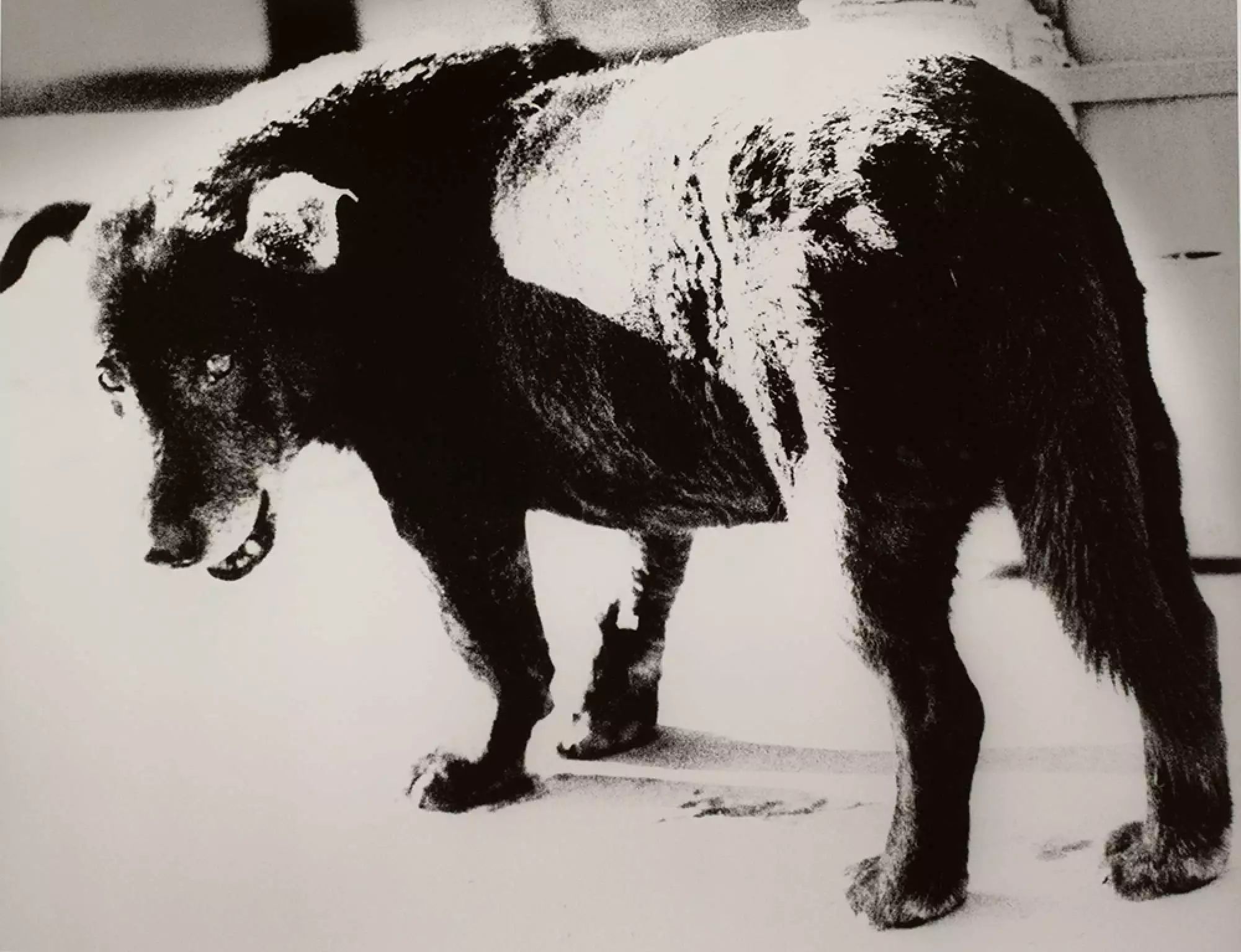 daido moriyama(森山大道-stray dog 1971