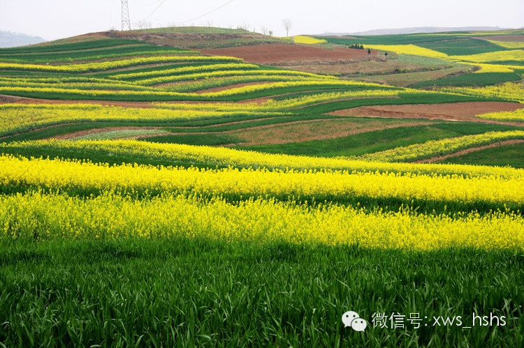 中国最美油菜花海地——汉中!